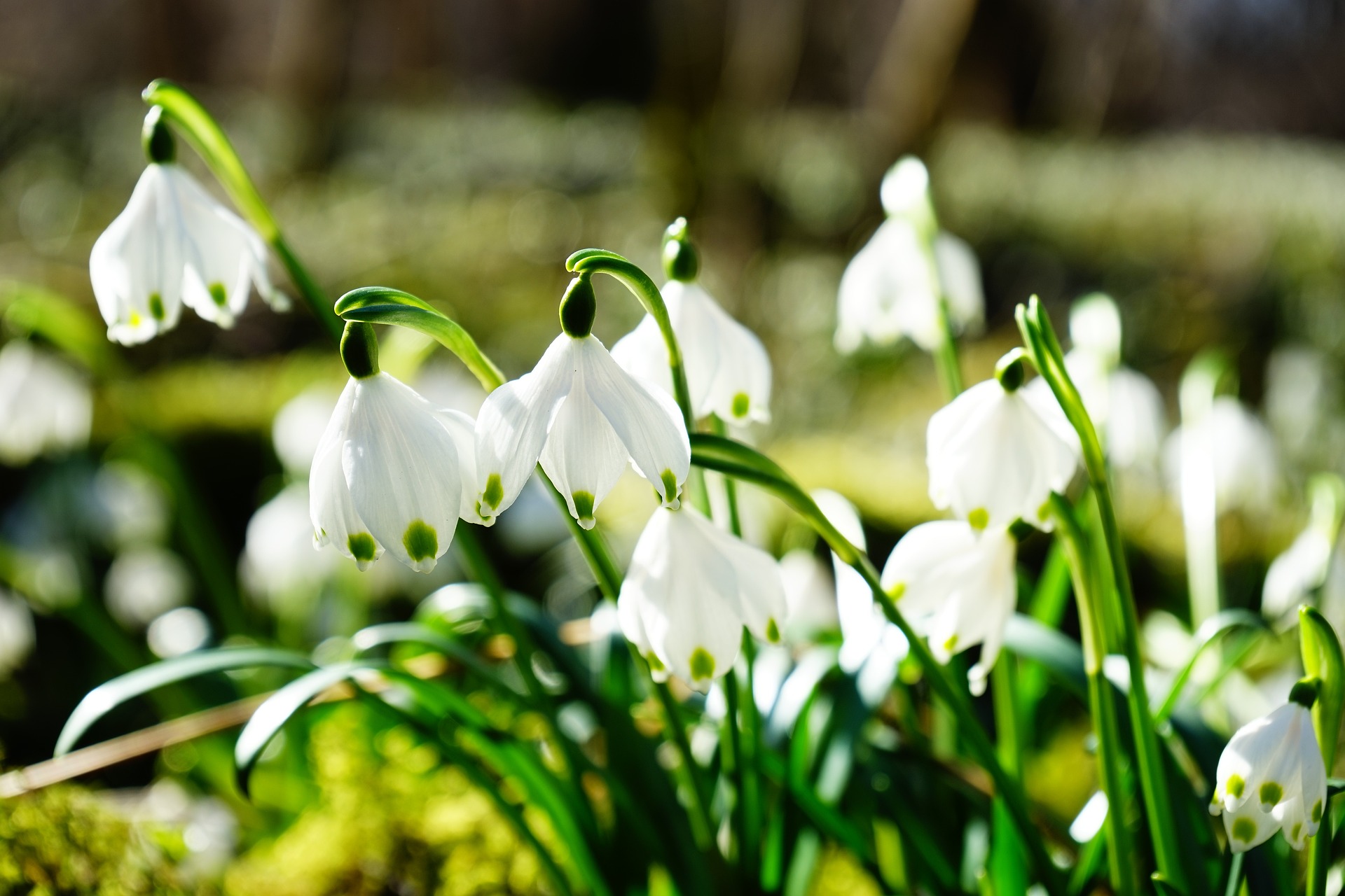 Blumen Wiese